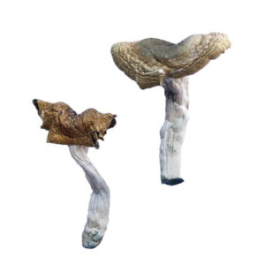 Florida White (F+) Magic Mushrooms